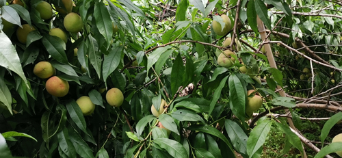 乐享丰收喜悦，竞达科技园的水蜜桃成熟了！